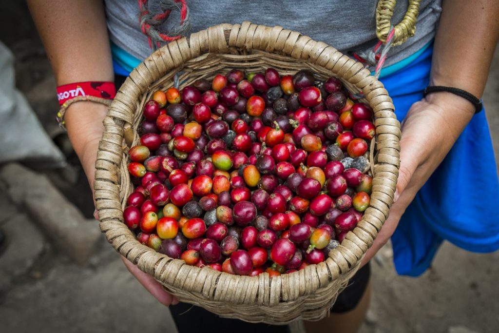 Coffee Pros and Cons: Is it A Hero or a Villain? Coffee Pros and Cons - Is It Good or Bad for You?