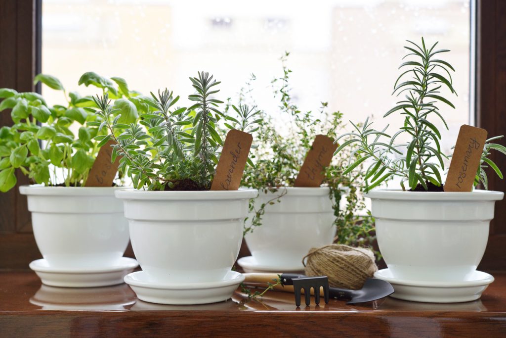 Basic Herbs to Keep in Your Kitchen at All Times