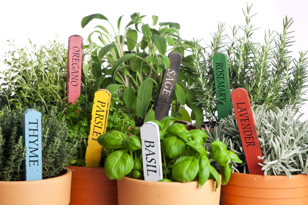 The Guide to Fresh Herbs: Choose, Store and Freeze