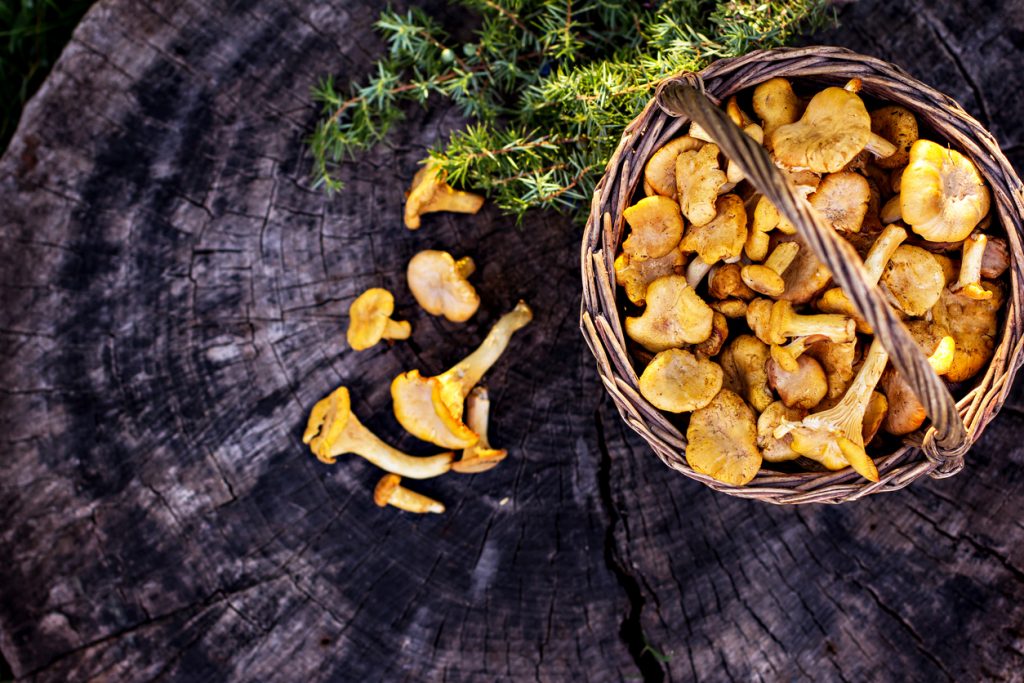 Mushroom Types and Their Best Uses